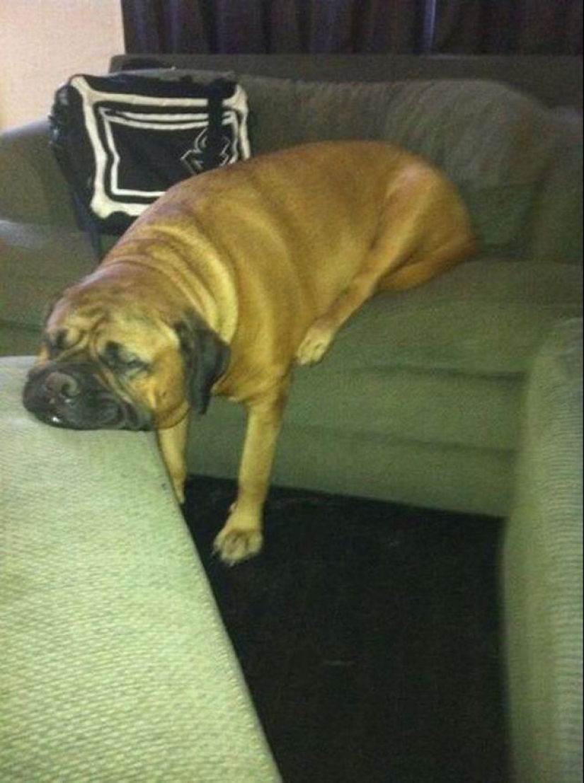 30 perros en las poses más inimaginables en un sueño 30 perros en las poses más inimaginables en un sueño