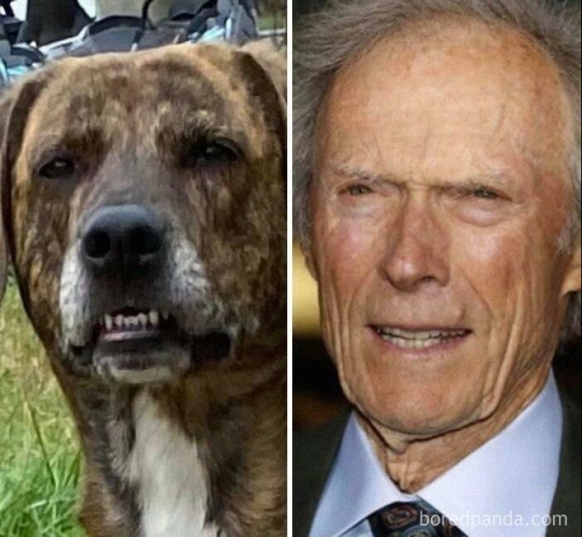 30 perros que parecen otra cosa 30 perros que parecen otra cosa