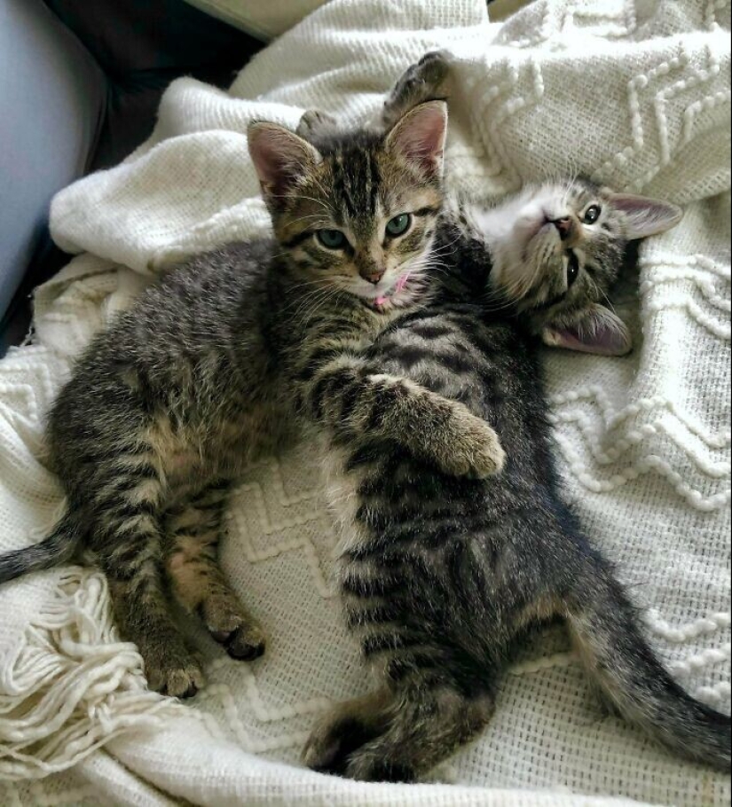 30 Pets that have recently found a new home and loving owners 30 Pets that have recently found a new home and loving owners