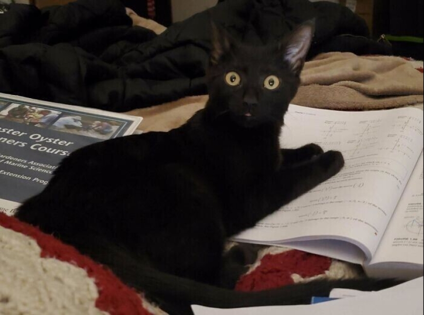 30 Pets that have recently found a new home and loving owners 30 Pets that have recently found a new home and loving owners