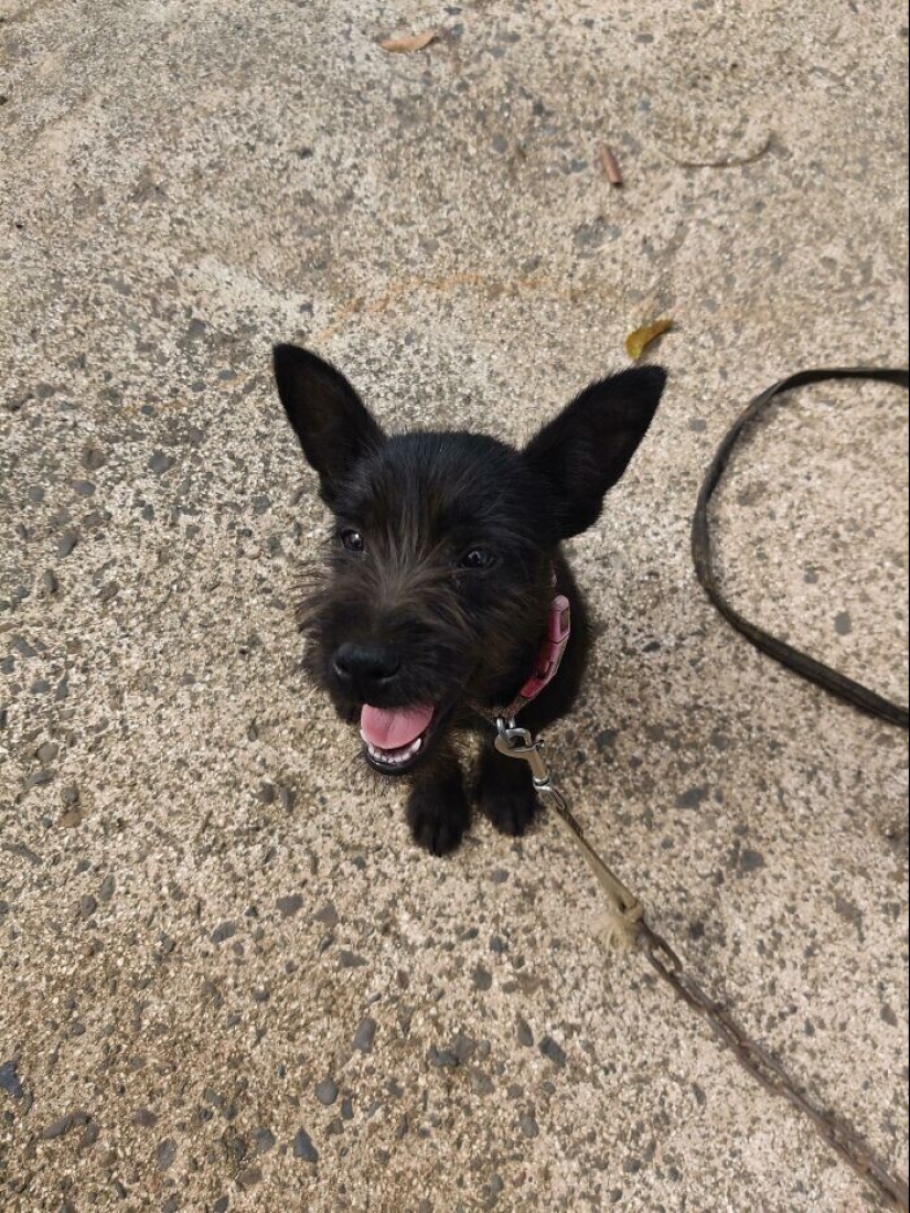 30 Pets that have recently found a new home and loving owners 30 Pets that have recently found a new home and loving owners