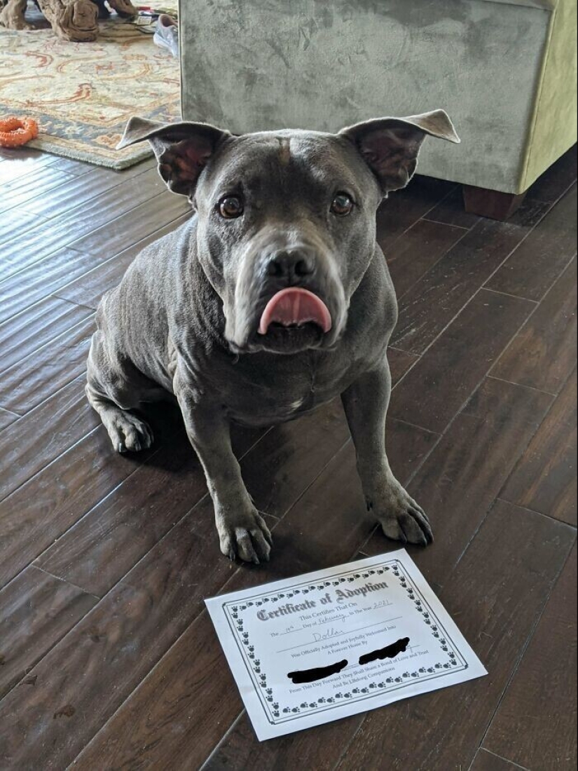 30 Pets that have recently found a new home and loving owners 30 Pets that have recently found a new home and loving owners