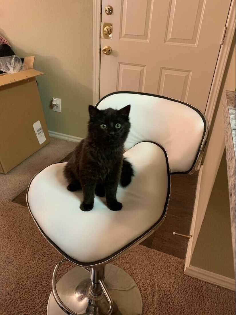 30 Pets that have recently found a new home and loving owners 30 Pets that have recently found a new home and loving owners