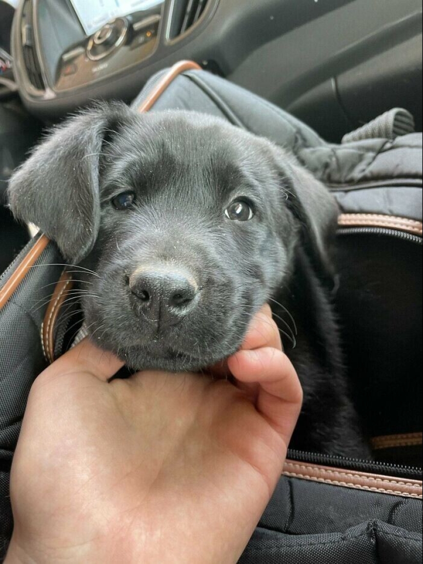 30 Pets that have recently found a new home and loving owners 30 Pets that have recently found a new home and loving owners