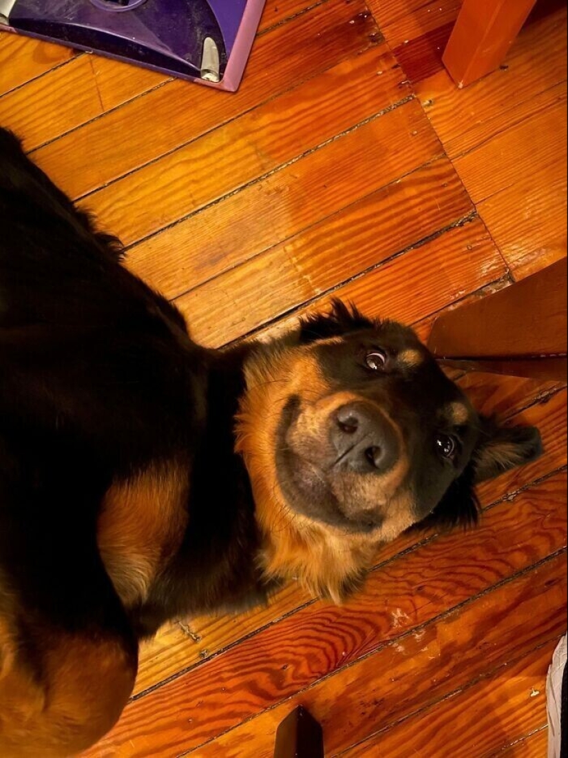 30 Pets that have recently found a new home and loving owners 30 Pets that have recently found a new home and loving owners