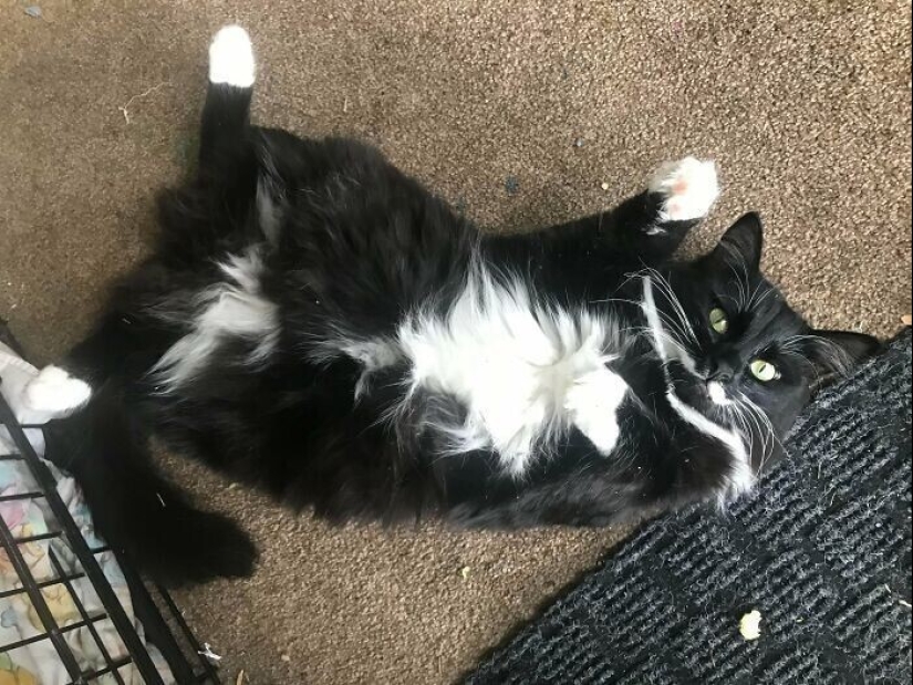 30 Pets that have recently found a new home and loving owners 30 Pets that have recently found a new home and loving owners