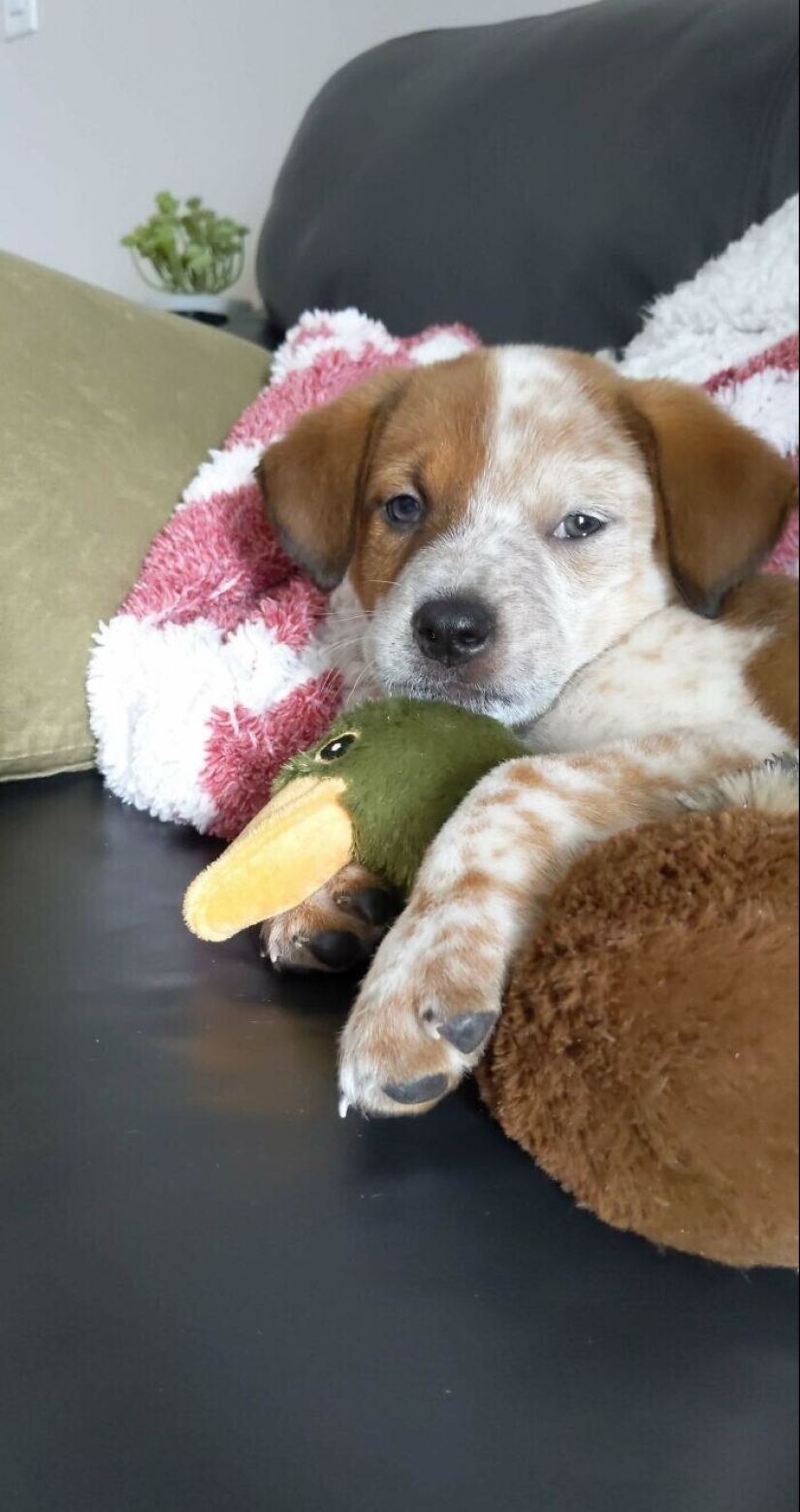 30 Pets that have recently found a new home and loving owners 30 Pets that have recently found a new home and loving owners