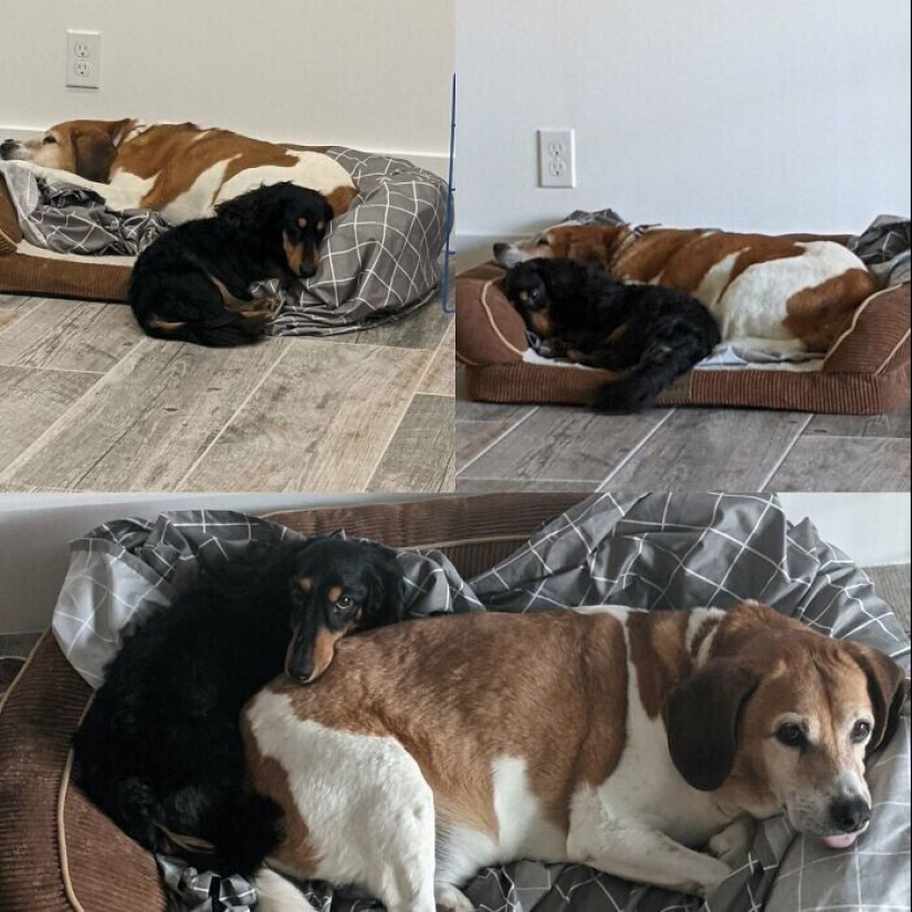 30 Pets that have recently found a new home and loving owners 30 Pets that have recently found a new home and loving owners