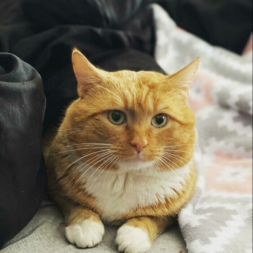 30 Pets that have recently found a new home and loving owners 30 Pets that have recently found a new home and loving owners