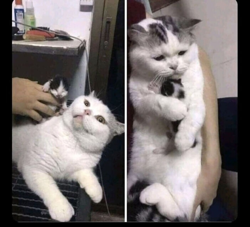 30 Pets that have recently found a new home and loving owners 30 Pets that have recently found a new home and loving owners