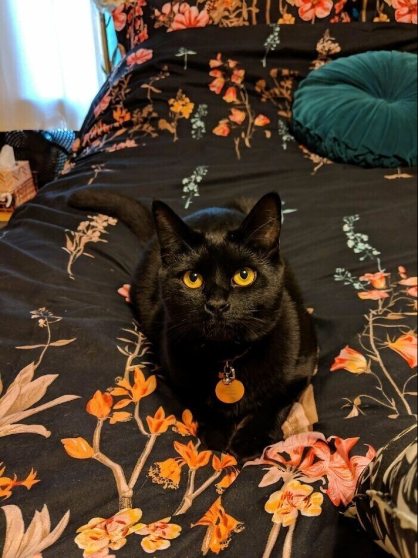 30 Pets that have recently found a new home and loving owners 30 Pets that have recently found a new home and loving owners