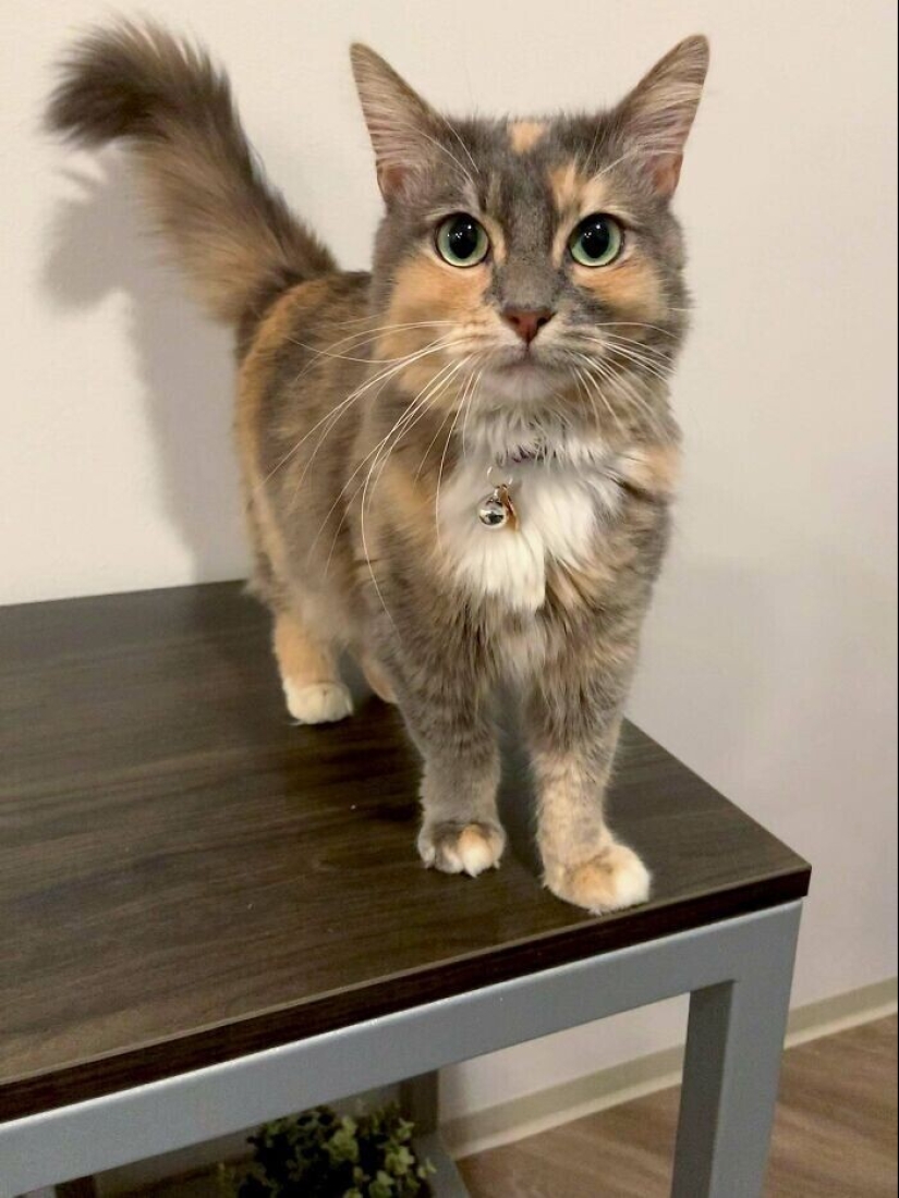 30 Pets that have recently found a new home and loving owners 30 Pets that have recently found a new home and loving owners