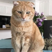 30 Pets with their portraits in the style of bygone eras