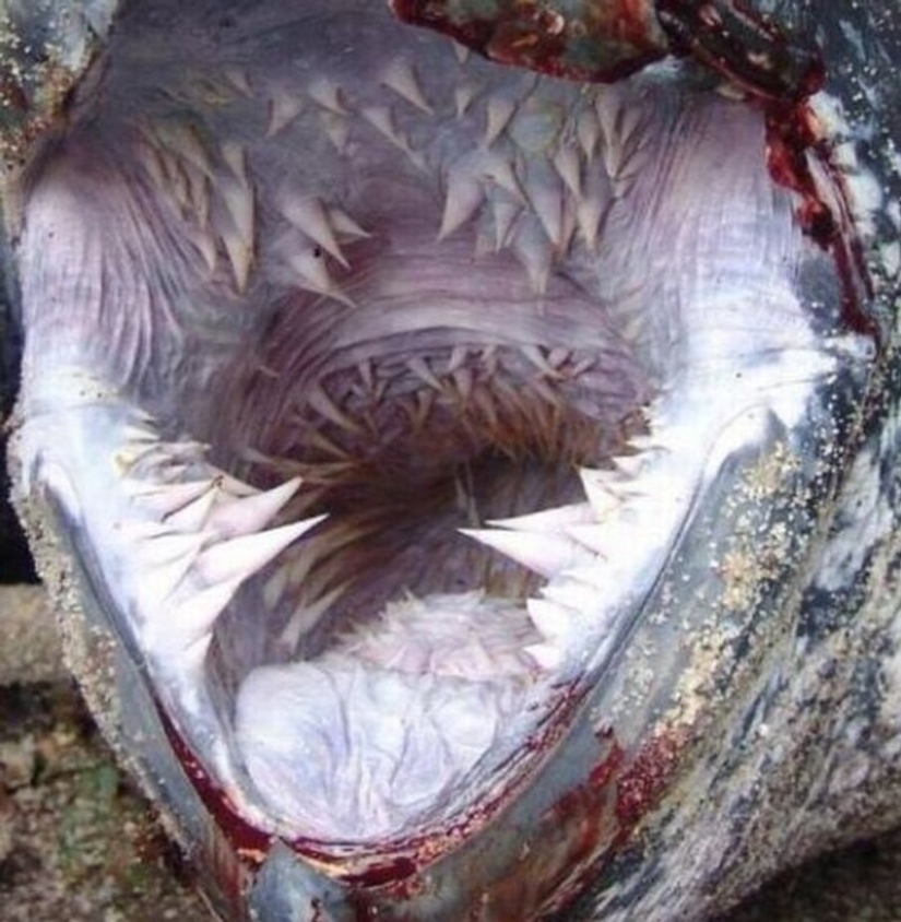 30+ photo evidence of how amazing and diverse our world is 30+ photo evidence of how amazing and diverse our world is