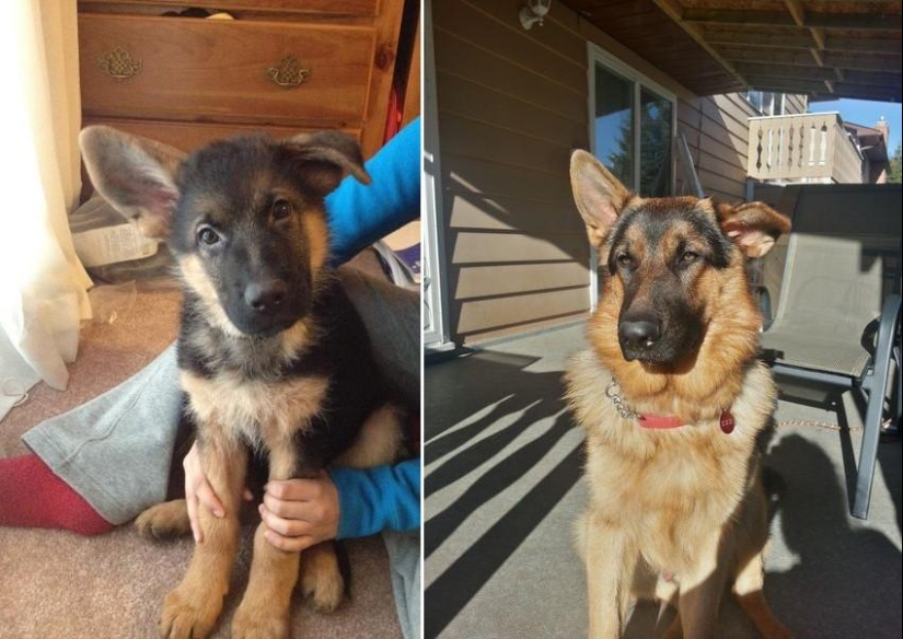 30 photos-evidence that puppies with one raised ear are 90% cuter than normal 30 photos-evidence that puppies with one raised ear are 90% cuter than normal