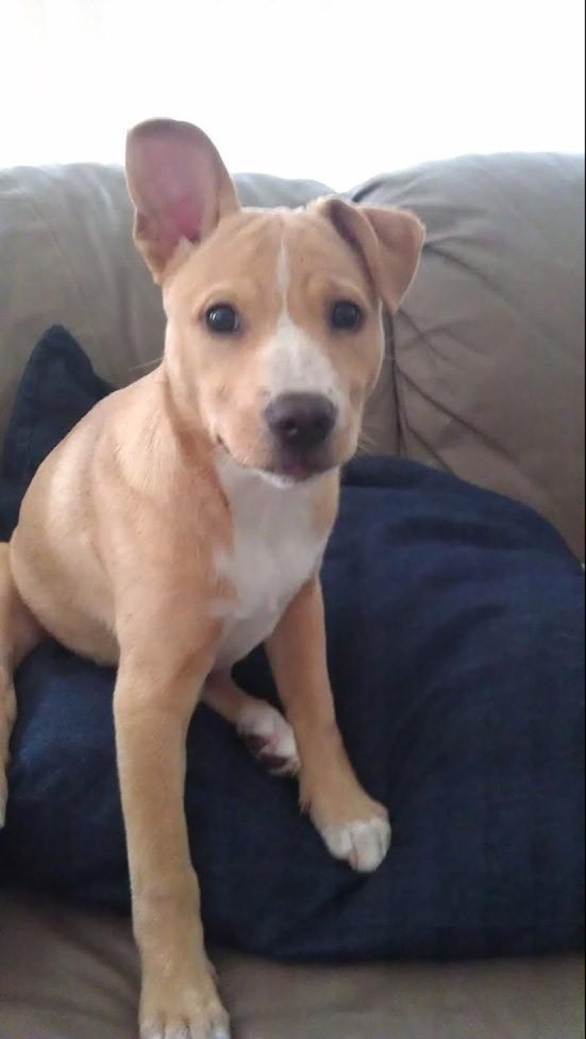 30 photos-evidence that puppies with one raised ear are 90% cuter than normal 30 photos-evidence that puppies with one raised ear are 90% cuter than normal