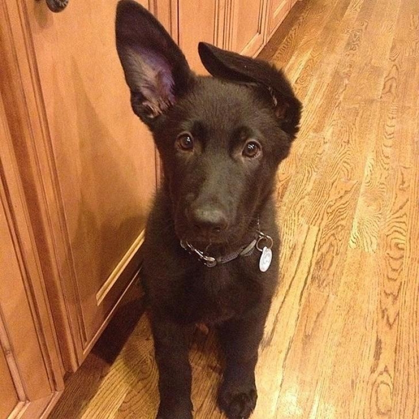 30 photos-evidence that puppies with one raised ear are 90% cuter than normal 30 photos-evidence that puppies with one raised ear are 90% cuter than normal