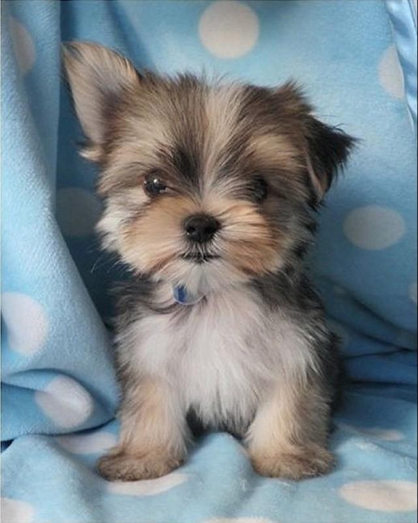 30 photos-evidence that puppies with one raised ear are 90% cuter than normal 30 photos-evidence that puppies with one raised ear are 90% cuter than normal