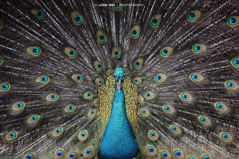 30 photos harmonious with perfect symmetry 30 photos harmonious with perfect symmetry