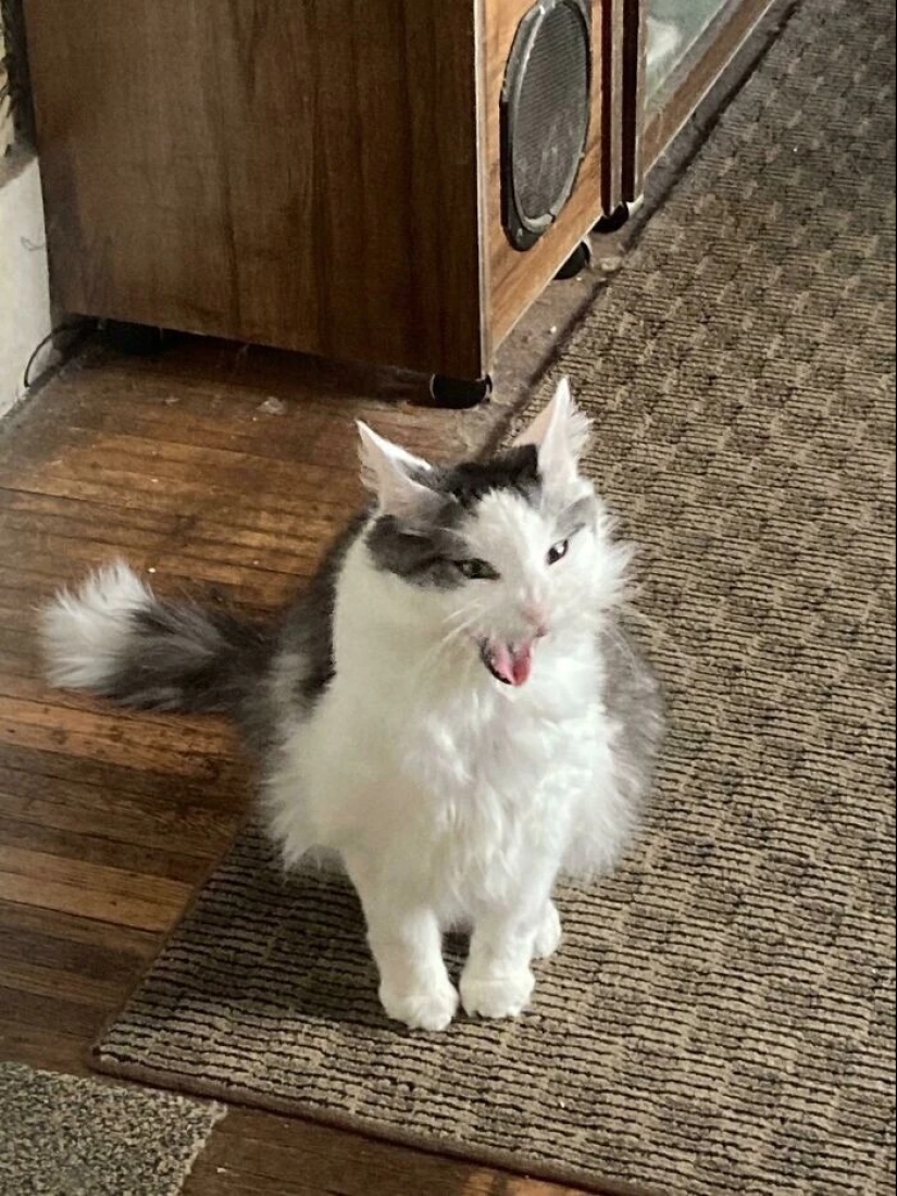 30 photos with kittens, when you look at them, you can hear a loud " Meow» 30 photos with kittens, when you look at them, you can hear a loud " Meow»