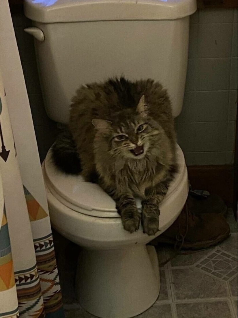 30 photos with kittens, when you look at them, you can hear a loud " Meow» 30 photos with kittens, when you look at them, you can hear a loud " Meow»