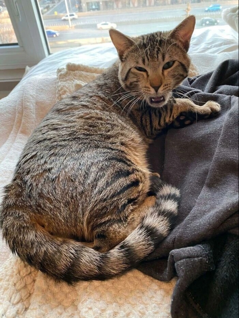 30 photos with kittens, when you look at them, you can hear a loud " Meow» 30 photos with kittens, when you look at them, you can hear a loud " Meow»