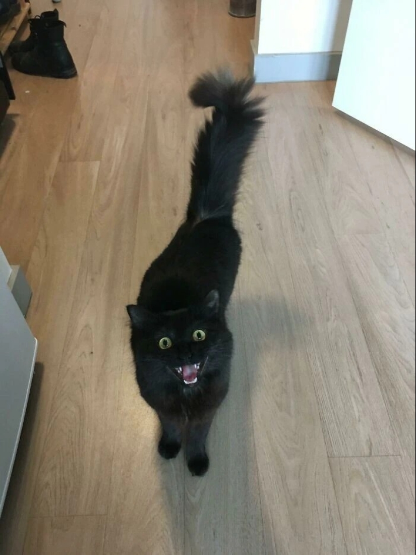 30 photos with kittens, when you look at them, you can hear a loud " Meow» 30 photos with kittens, when you look at them, you can hear a loud " Meow»