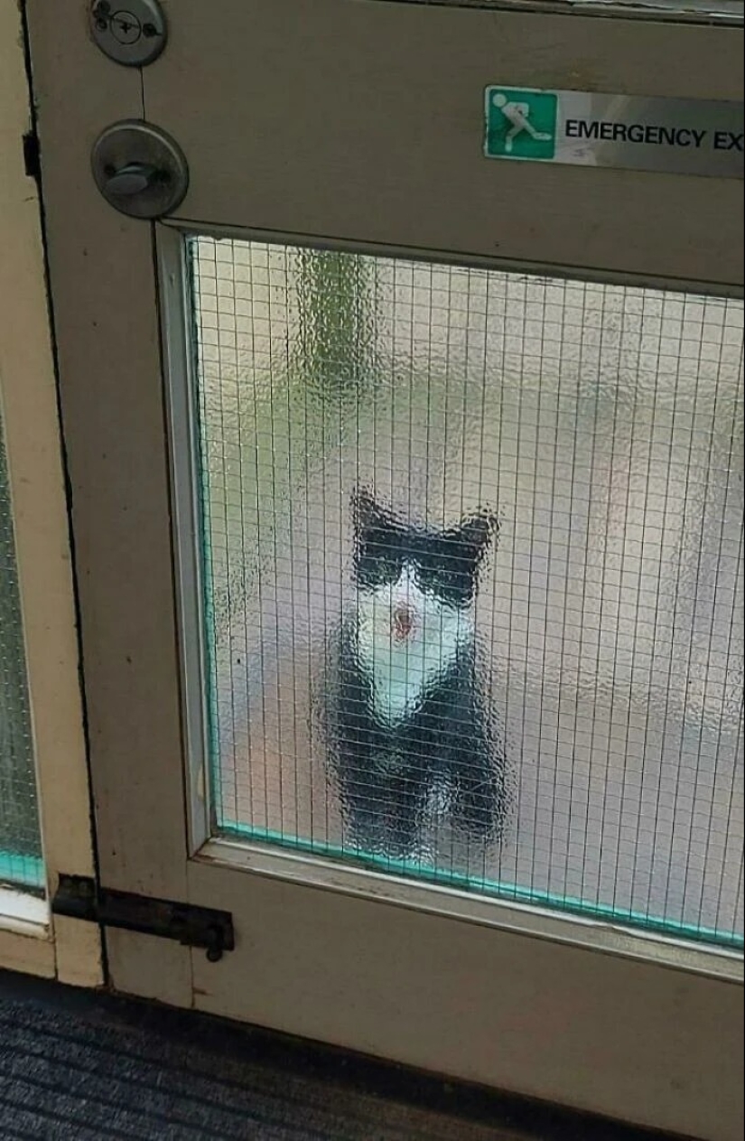 30 photos with kittens, when you look at them, you can hear a loud " Meow» 30 photos with kittens, when you look at them, you can hear a loud " Meow»