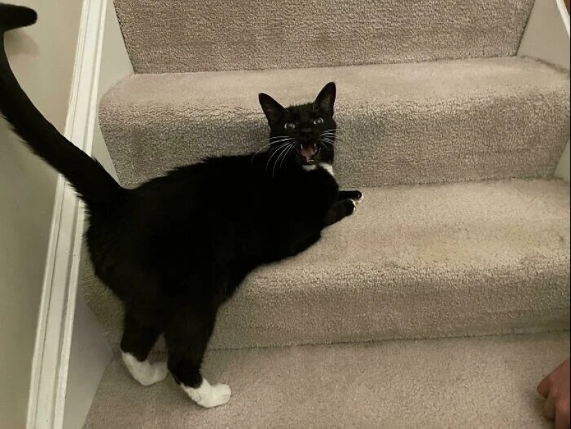 30 photos with kittens, when you look at them, you can hear a loud " Meow» 30 photos with kittens, when you look at them, you can hear a loud " Meow»