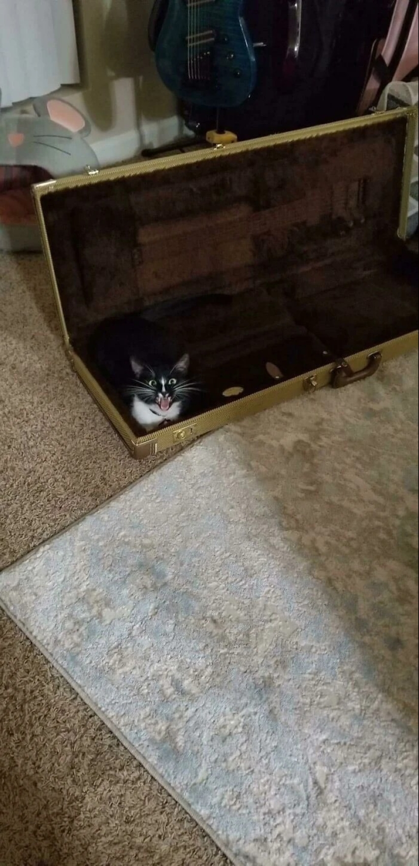 30 photos with kittens, when you look at them, you can hear a loud " Meow» 30 photos with kittens, when you look at them, you can hear a loud " Meow»