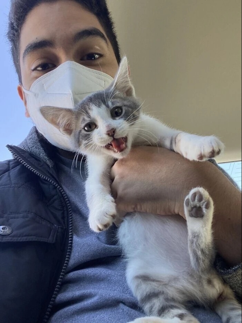 30 photos with kittens, when you look at them, you can hear a loud " Meow» 30 photos with kittens, when you look at them, you can hear a loud " Meow»