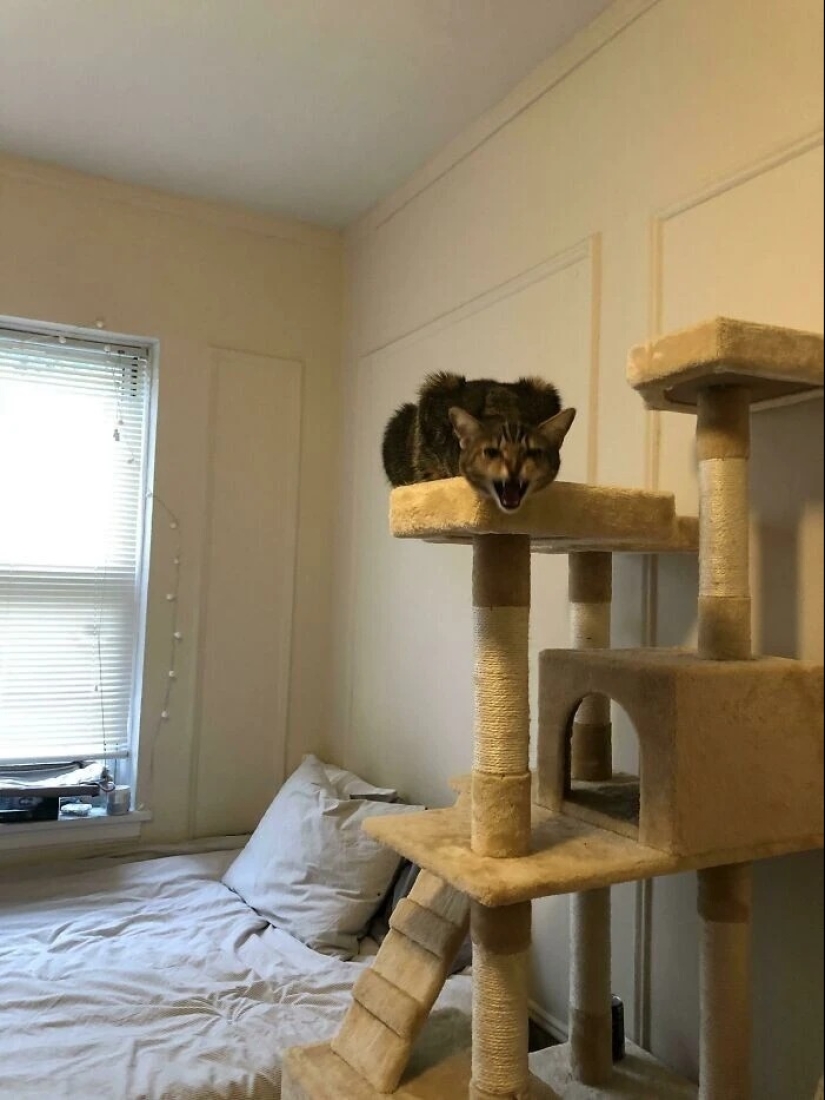 30 photos with kittens, when you look at them, you can hear a loud " Meow» 30 photos with kittens, when you look at them, you can hear a loud " Meow»