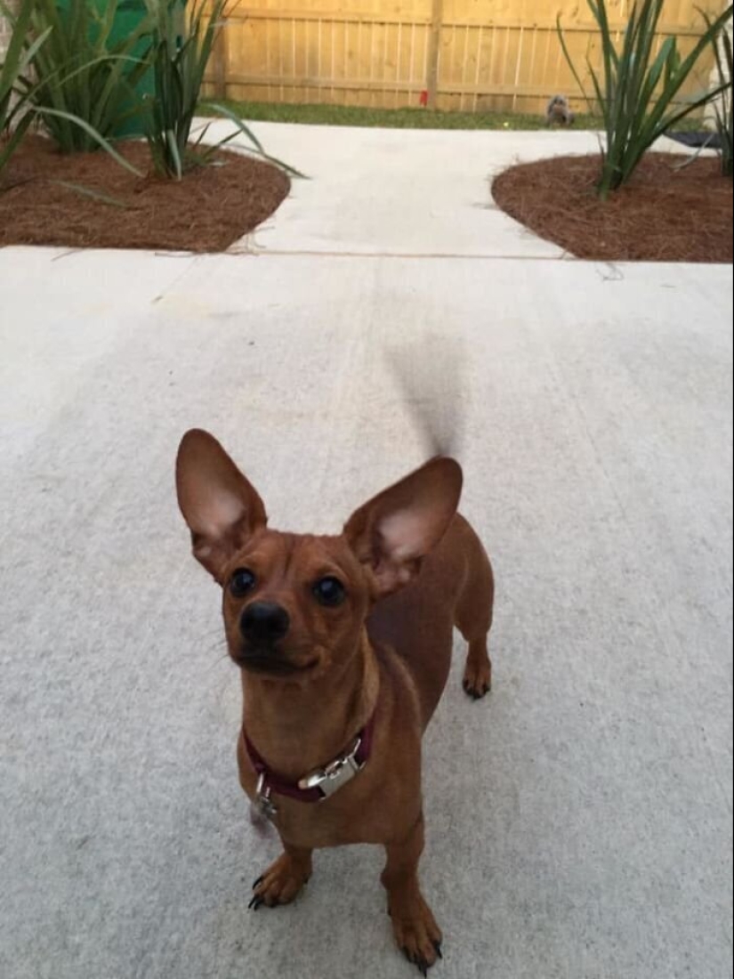 30 "purebred" dogs that really surprised their owners when they grew up 30 "purebred" dogs that really surprised their owners when they grew up