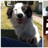 30 "purebred" dogs that really surprised their owners when they grew up