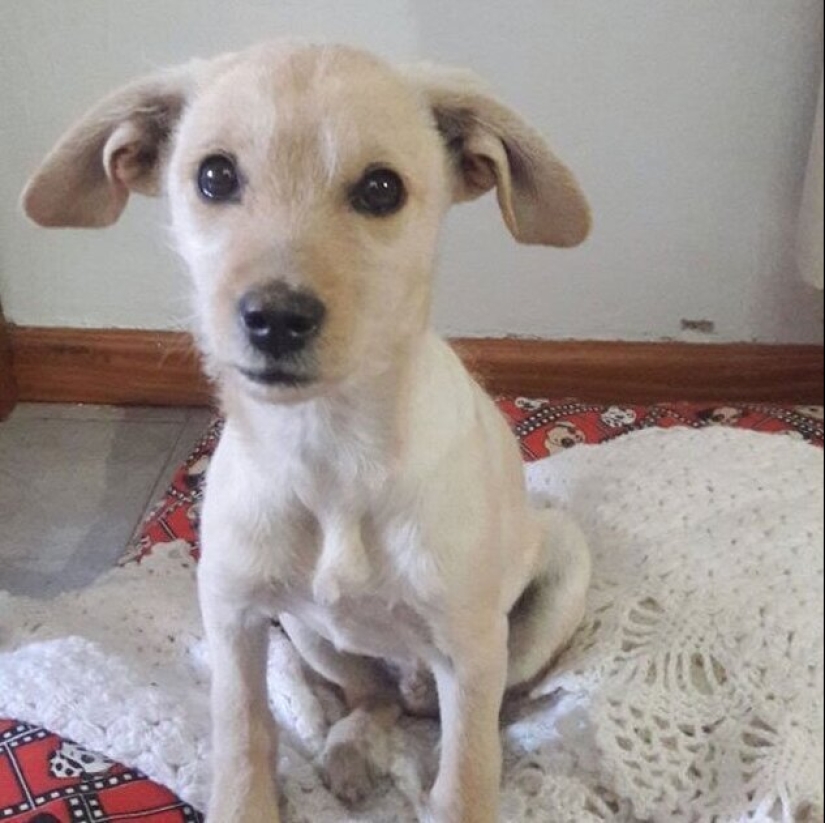 30 "purebred" dogs that really surprised their owners when they grew up 30 "purebred" dogs that really surprised their owners when they grew up