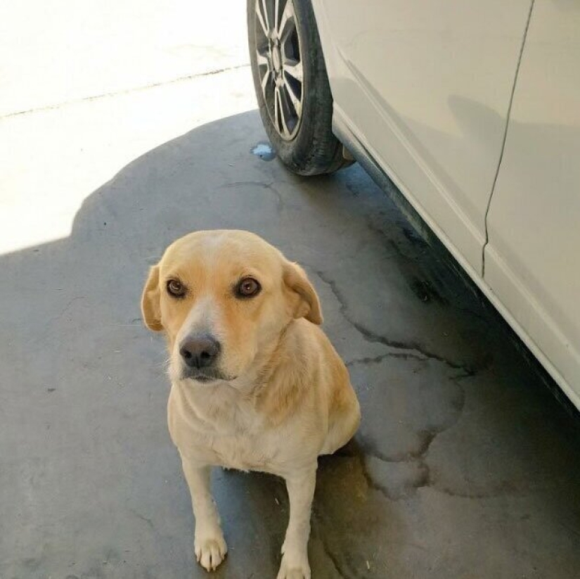 30 "purebred" dogs that really surprised their owners when they grew up 30 "purebred" dogs that really surprised their owners when they grew up