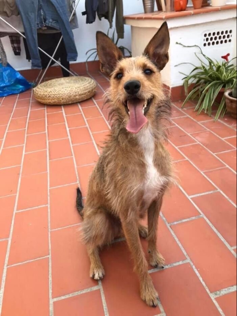 30 "purebred" dogs that really surprised their owners when they grew up 30 "purebred" dogs that really surprised their owners when they grew up