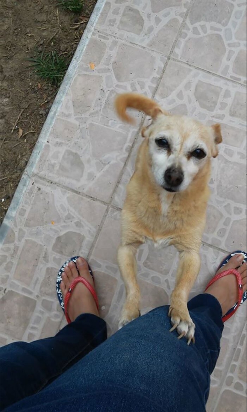 30 "purebred" dogs that really surprised their owners when they grew up 30 "purebred" dogs that really surprised their owners when they grew up