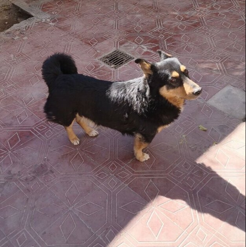 30 "purebred" dogs that really surprised their owners when they grew up 30 "purebred" dogs that really surprised their owners when they grew up