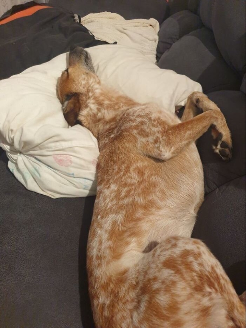 30 "purebred" dogs that really surprised their owners when they grew up 30 "purebred" dogs that really surprised their owners when they grew up