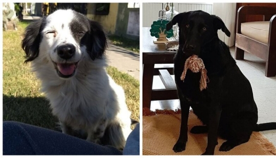 30 "purebred" dogs that really surprised their owners when they grew up 30 "purebred" dogs that really surprised their owners when they grew up