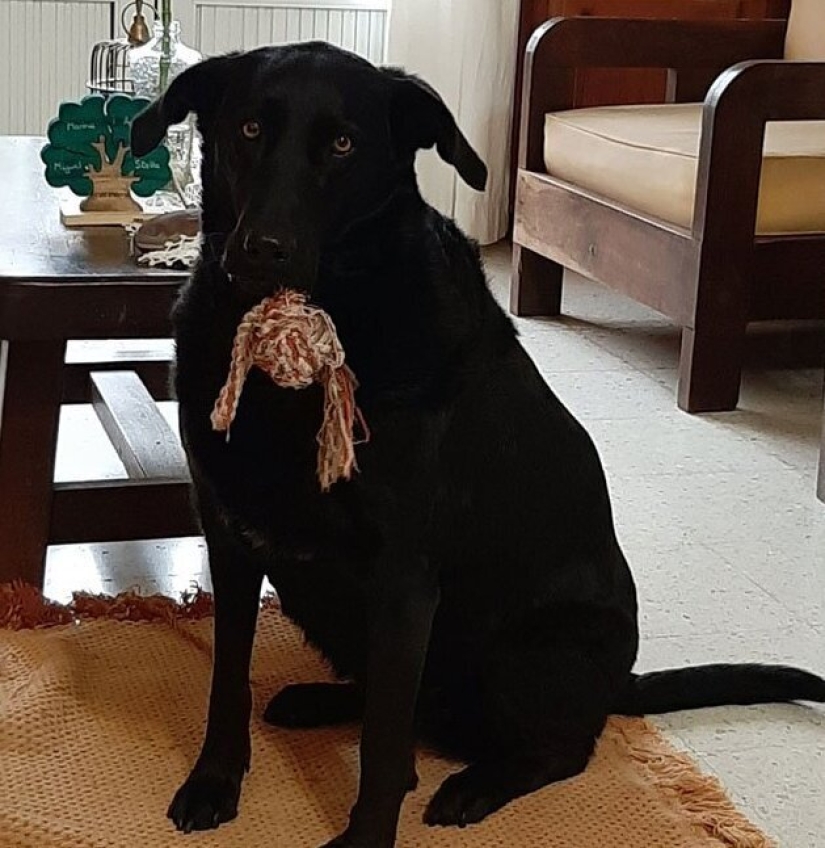 30 "purebred" dogs that really surprised their owners when they grew up 30 "purebred" dogs that really surprised their owners when they grew up