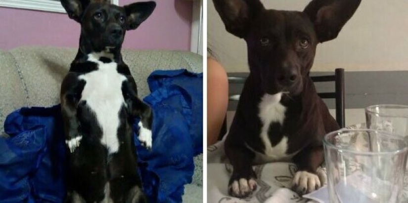 30 "purebred" dogs that really surprised their owners when they grew up 30 "purebred" dogs that really surprised their owners when they grew up