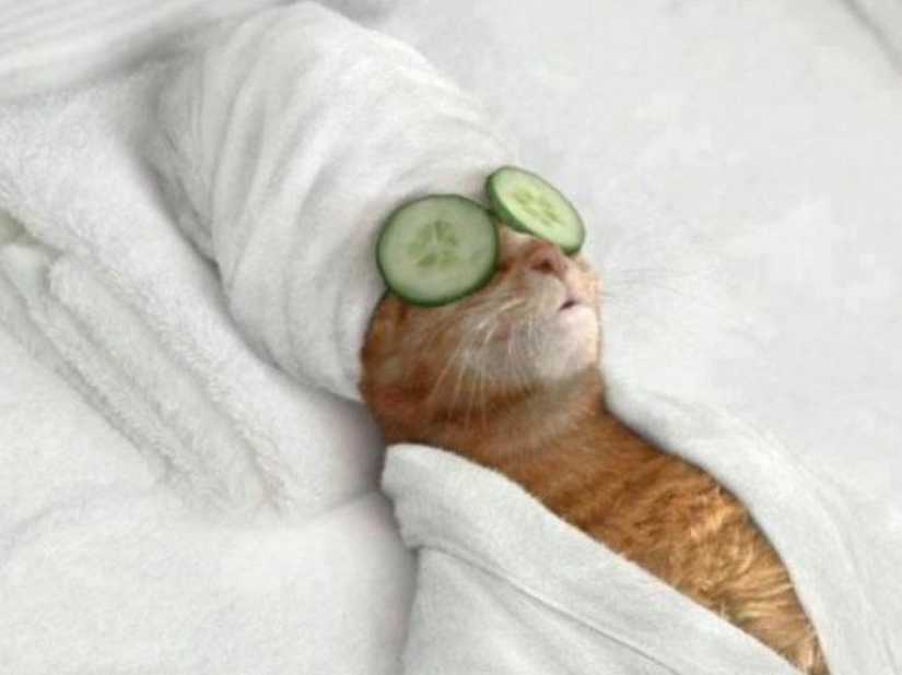 30 reasons to exchange your wife for a cat 30 reasons to exchange your wife for a cat