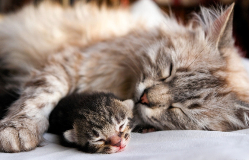 30 reasons to exchange your wife for a cat 30 reasons to exchange your wife for a cat