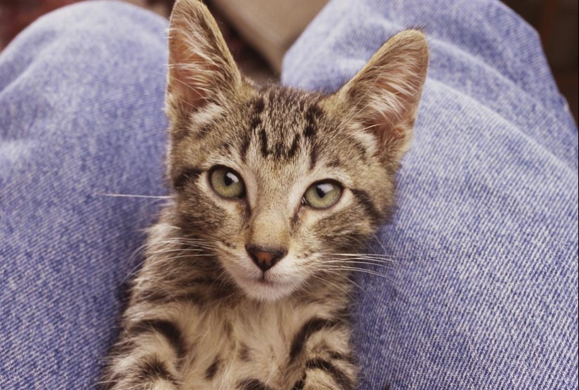 30 reasons to exchange your wife for a cat 30 reasons to exchange your wife for a cat