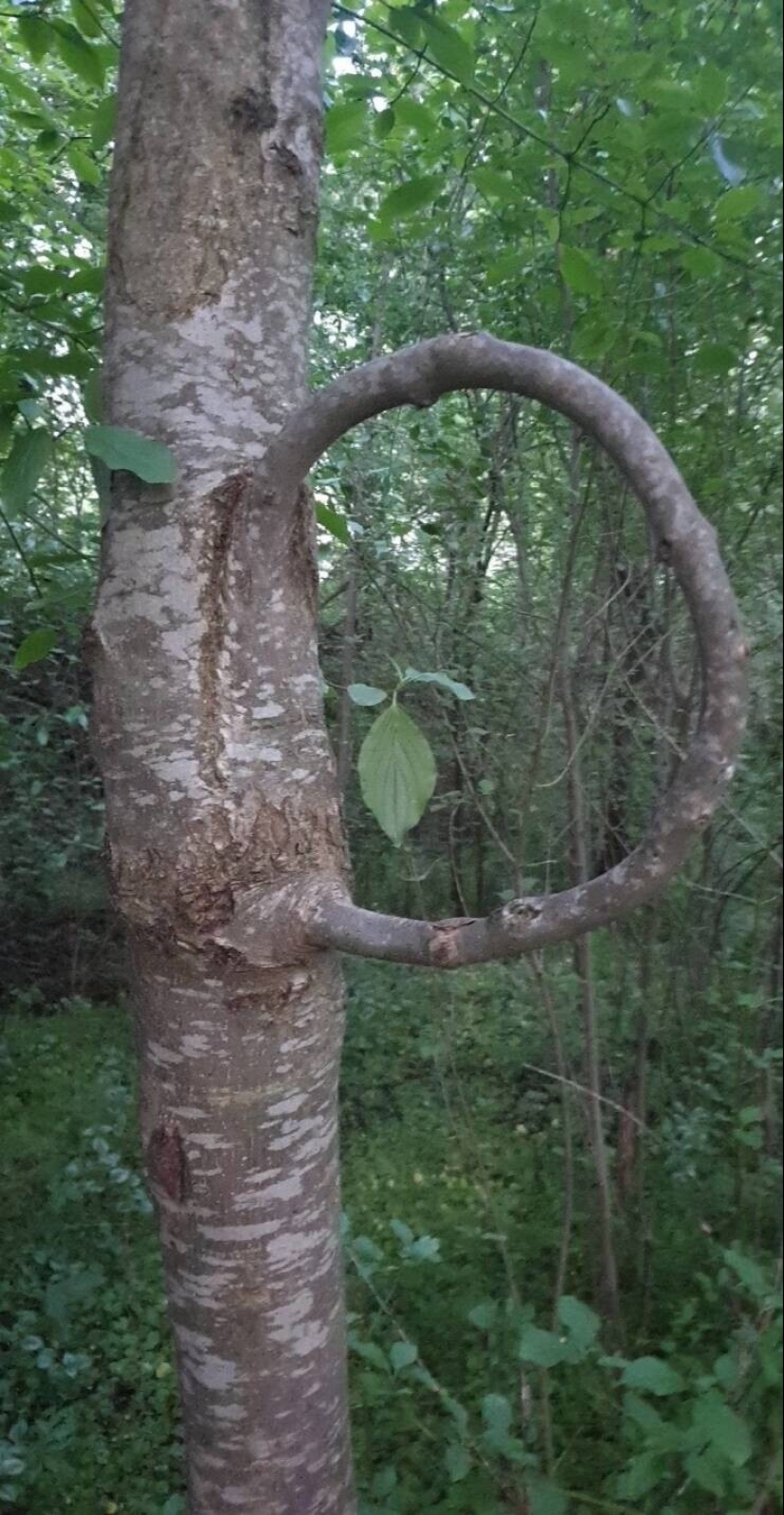 30 unusual and rare things that no one expected to see 30 unusual and rare things that no one expected to see