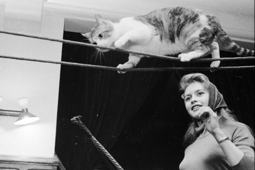 30 vintage photos of celebrities posing with their favorite cats 30 vintage photos of celebrities posing with their favorite cats