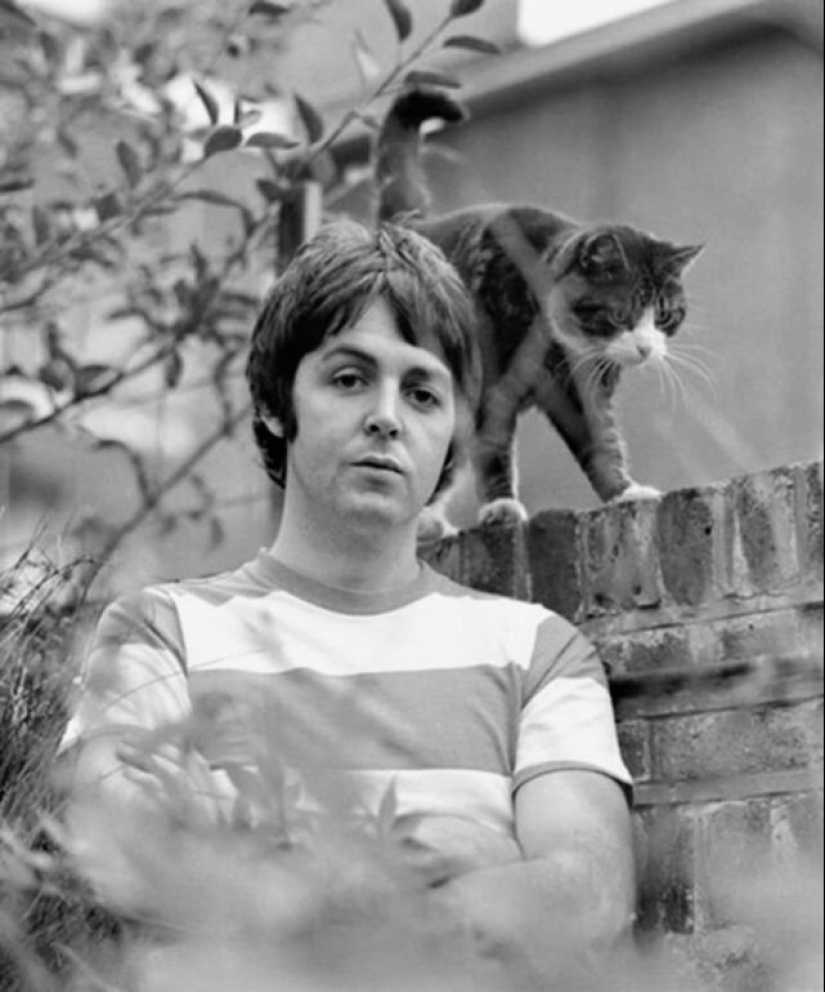 30 vintage photos of celebrities posing with their favorite cats 30 vintage photos of celebrities posing with their favorite cats