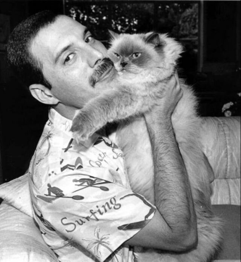 30 vintage photos of celebrities posing with their favorite cats 30 vintage photos of celebrities posing with their favorite cats
